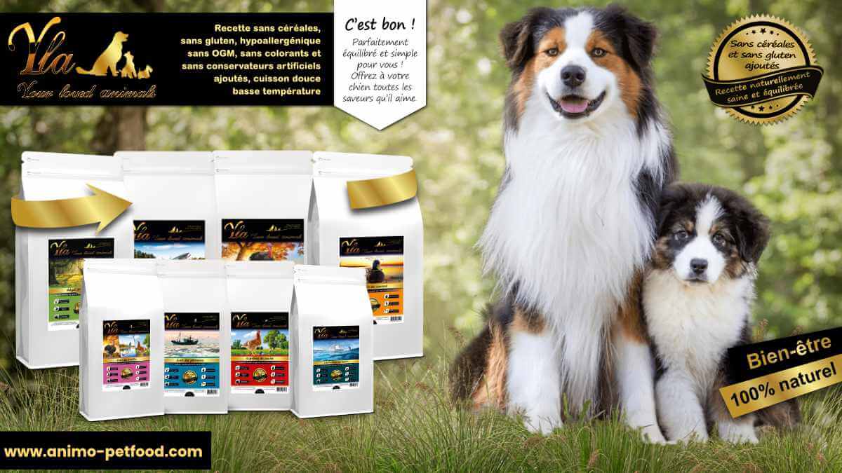 croquettes-pour-chien-souffrant-de-problemes-de-peau